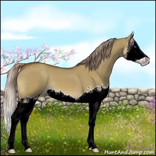 Horse Color:Chocolate Palomino Dun Splash