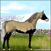 Horse Color:Chocolate Palomino Dun Splash
