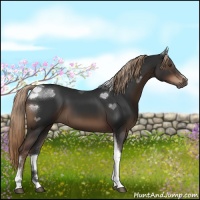 Horse Color:Liver Chestnut Sabino Tobiano 