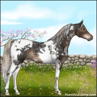 Horse Color:White Spotted Liver Chestnut Tobiano 