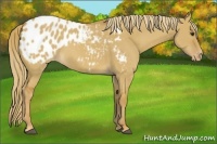 Horse Color:Red Dun Appaloosa 