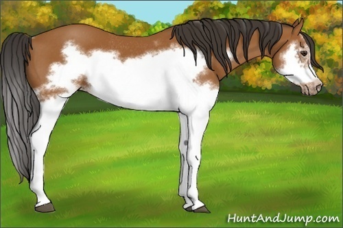 Horse Color:Bay Splash Frame Rabicano