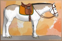 Horse Color:Bay Dun Splash