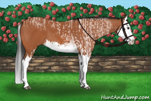 Horse Color:Bay Splash and Bay Splash