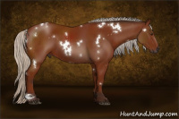 Horse Color:Gray White Spotted Silver Brown