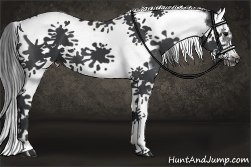 Horse Color:Black Splash Tobiano Frame 