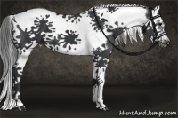 Horse Color:Black Splash Tobiano Frame 