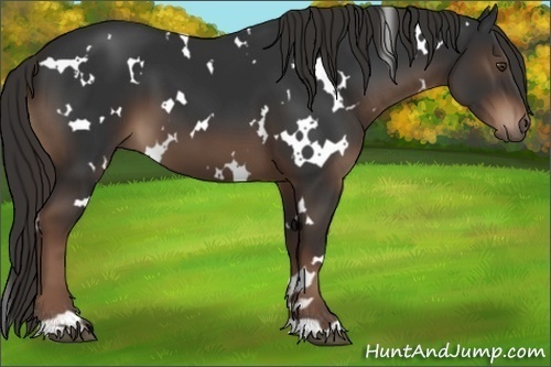 Horse Color:White Spotted Liver Chestnut 