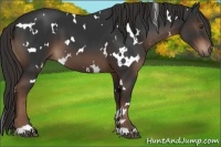 Horse Color:White Spotted Liver Chestnut