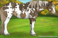 Horse Color:White Spotted Chocolate Palomino