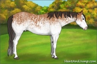 Horse Color:White Spotted Bay Splash and White Spotted Bay Splash