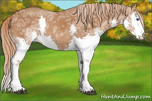 Horse Color:Chestnut Ice Splash 