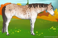 Horse Color:White Spotted Bay Splash  and White Spotted Amber Champagne Splash 