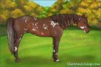 Horse Color:White Spotted Liver Chestnut 