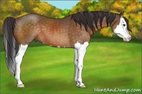 Horse Color:Buckskin Sabino Splash