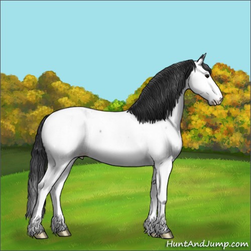 Horse Color:Blue Roan Splash Appaloosa 
