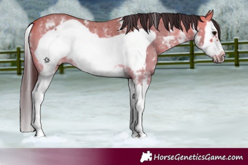 Horse Color:Buckskin Sabino Splash Frame 