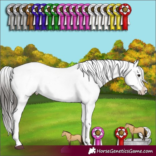 Horse Color:Brown Dun Sabino Appaloosa 