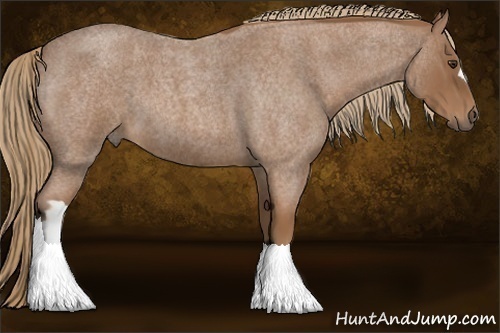 Horse Color:Red Roan 