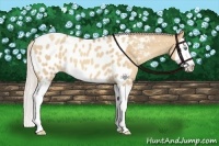 Horse Color:Silver Amber Champagne Dun Splash Appaloosa 