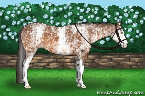 Horse Color:White Spotted Bay Varnish 