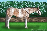 Horse Color:White Spotted Bay Appaloosa