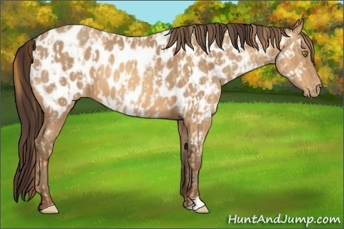 Horse Color:Gold Champagne Appaloosa  and Amber Champagne Appaloosa 