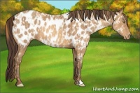 Horse Color:Gold Champagne Appaloosa  and Amber Champagne Appaloosa 