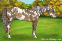 Horse Color:White Spotted Chocolate Palomino