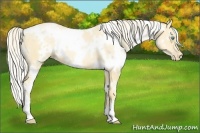 Horse Color:White Spotted Palomino Pearl 