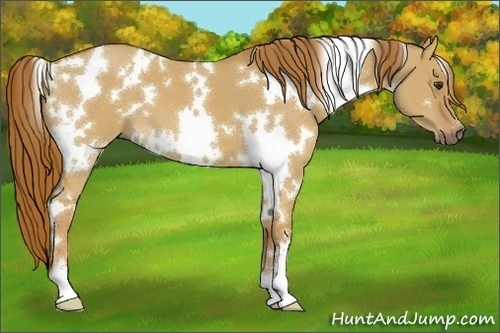 Horse Color:White Spotted Red Dun