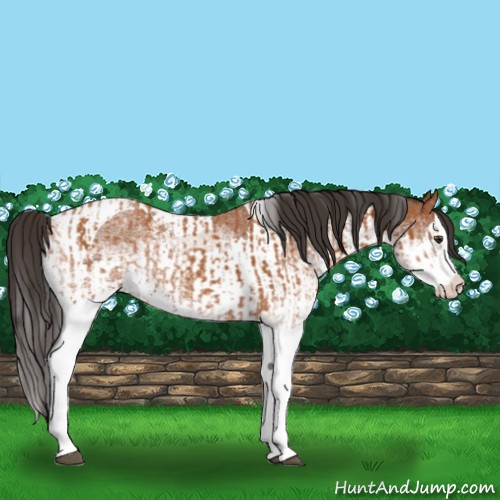 Horse Color:White Spotted Bay Splash Tobiano  and White Spotted Bay Splash Tobiano 