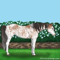 Horse Color:White Spotted Bay Splash Tobiano and White Spotted Bay Splash Tobiano