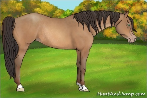 Horse Color:Amber Champagne Rabicano 