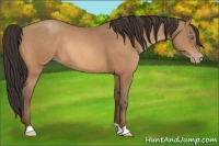 Horse Color:Amber Champagne Rabicano 
