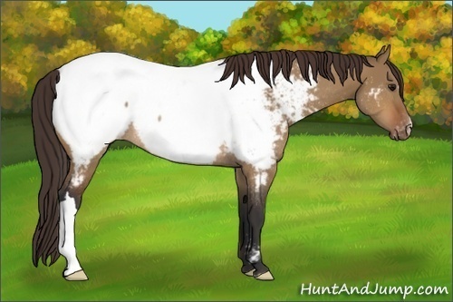 Horse Color:Bay Dun Appaloosa Rabicano 