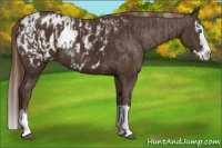 Horse Color:Liver Chestnut Sabino Splash Appaloosa and Liver Chestnut Sabino Splash Appaloosa