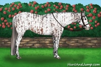 Horse Color:Bay Sabino Splash Varnish and Bay Dun Sabino Splash Varnish
