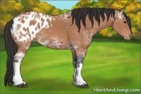 Horse Color:Bay Ice Appaloosa Rabicano 