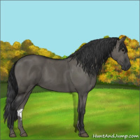 Horse Color:Grullo 