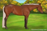 Horse Color:Silver Bay 