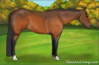 Horse Color:Brown 