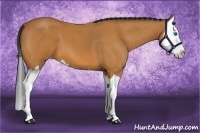 Horse Color:Bay Roan Splash