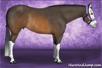 Horse Color:Brown Splash Rabicano 