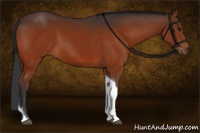 Horse Color:Brown Tobiano Rabicano 