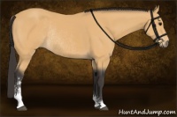 Horse Color:Buckskin Sabino Rabicano