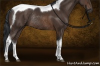 Horse Color:Brown Tobiano Rabicano 