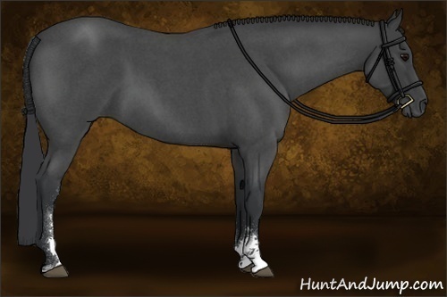 Horse Color:Blue Roan Sabino 