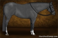 Horse Color:Blue Roan Sabino 