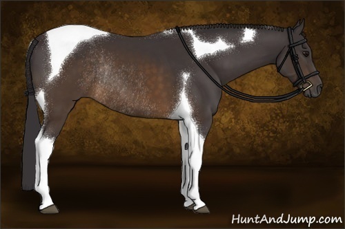 Horse Color:Buckskin Sabino Tobiano Rabicano